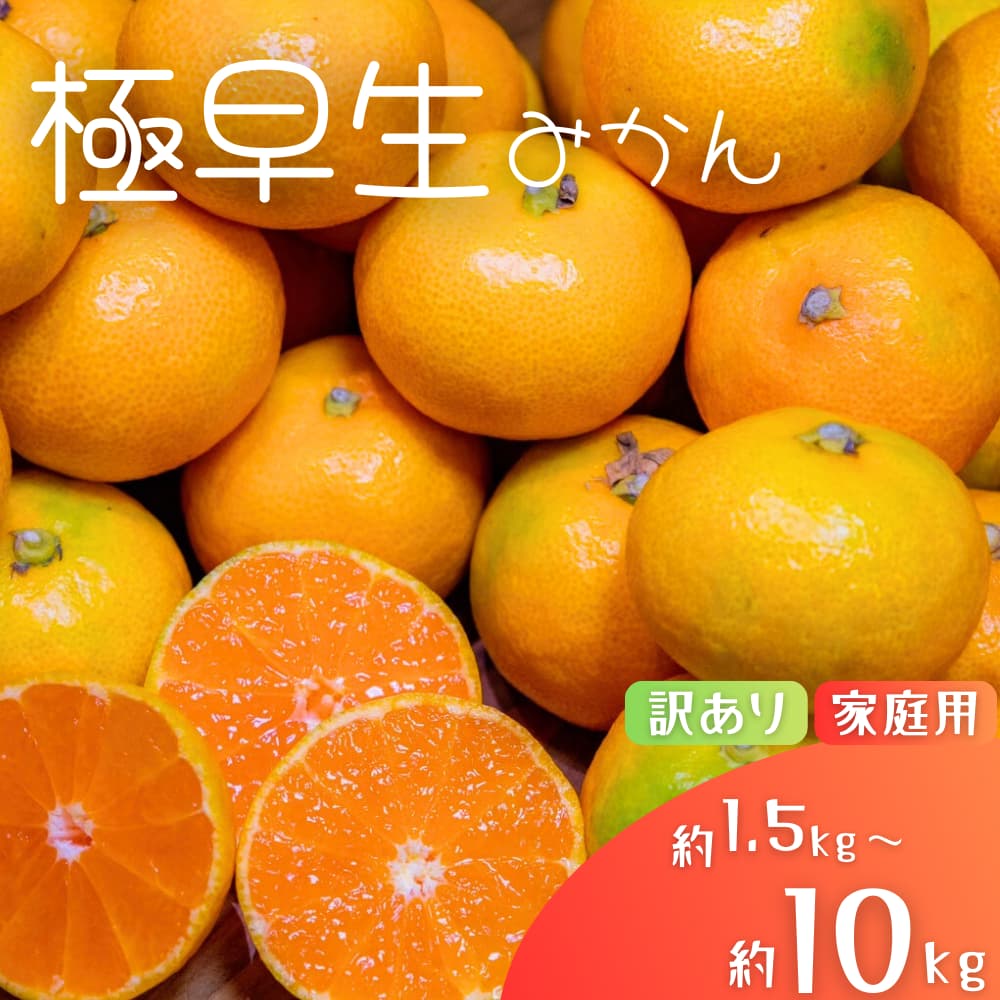 【ふるさと納税】 極早生みかん 【訳あり】みかん 産直 サイズ混合 【選べる容量】 1.5kg 2kg 4.5kg 6kg 8kg 10kg 早生みかん 果物 くだもの フルーツ 温州みかん 和歌山 柑橘 オレンジ【2025年10月上旬～下旬頃に順次発送】