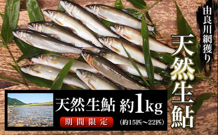 【網獲り】由良川の天然生鮎 約1㎏ 鮎 鮎 鮎 鮎 鮎