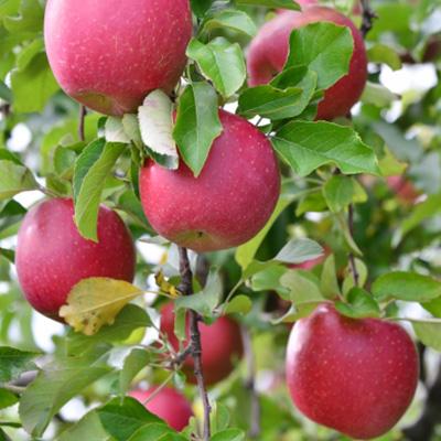 ふるさと納税 中野市 【発送月固定定期便】2026年発送 長野の果物 シャインマスカット+サンふじ全2回 |  | 02