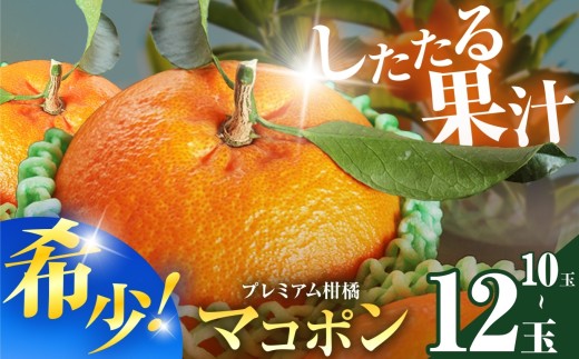 【先行予約】 紅モンスター マコポン 10~12玉 | フルーツ 果物 くだもの 果実 柑橘 柑橘類 まこぽん マコポン オレンジ ゼリーオレンジ 不知火 国産 中津市産 産地直送 大分県 中津市