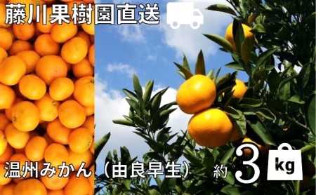 みかん 高糖度温州みかん 由良早生 農園直送 みかん【約3kg】