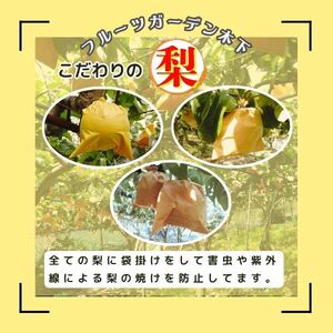 ＜2025年９月～発送＞【河内長野産】天野の梨　8~11玉 期間限定 フルーツ 果物 なし 旬 河内長野 送料無料 ※発送前の注意事項を十分ご確認ください※