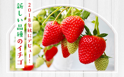 佐賀県産 いちごさん 合計約1kg 250g×4パック 苺 いちご イチゴ 114-B1014_イメージ2