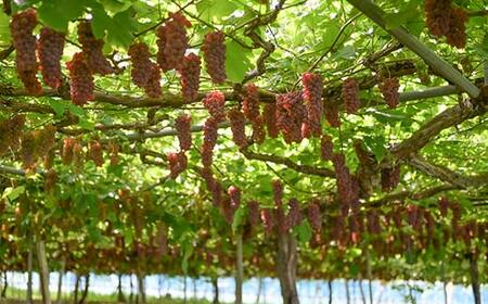 ≪先行予約≫山形県産 デラウェア 1.8kg（9～16房） 秀品 2024年8月上旬から順次発送 種無し 食べやすい ぶどう ブドウ 葡萄 くだもの 果物 フルーツ 夏果実 数量限定 F4A-0529