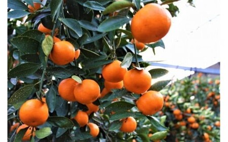 ＜先行予約！2027年6月下旬以降順次発送予定＞香川県産 ハウス小原紅早生みかん(約1kg/化粧箱) ミカン フルーツ 果物 柑橘 人気 【man072】【Aglio nero】
