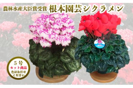 【先行予約】シクラメン 色 おまかせセット 5号×2鉢 根本園芸 花ギフト | 福島県 南相馬市 農林水産大臣賞