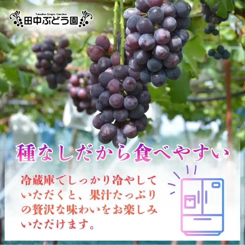 【2026年8月中旬頃出荷分先行予約】田中ぶどう園 厳選 ピオーネ 約2.0kg（3～4房） 