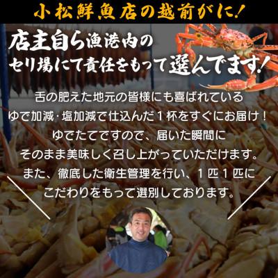 ふるさと納税 越前町 地元鮮魚店厳選 ≪浜茹で≫ 越前がに 中サイズ 2杯【2月発送分】 |  | 01