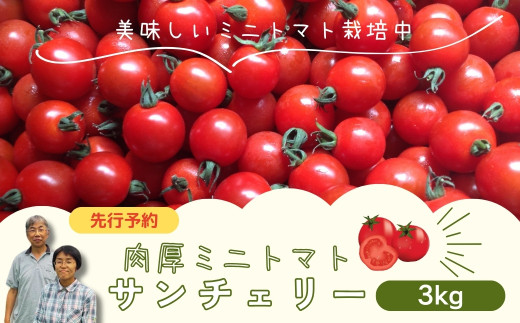 【 先行予約 】 ミニトマト サンチェリー 3kg 2026年7月発送 大容量 トマト プチトマト 新鮮 野菜 農家直送 3キロ おすすめ おいしい ギフト 贈答 プレゼント 福島県 田村市 田村 よしのや農園