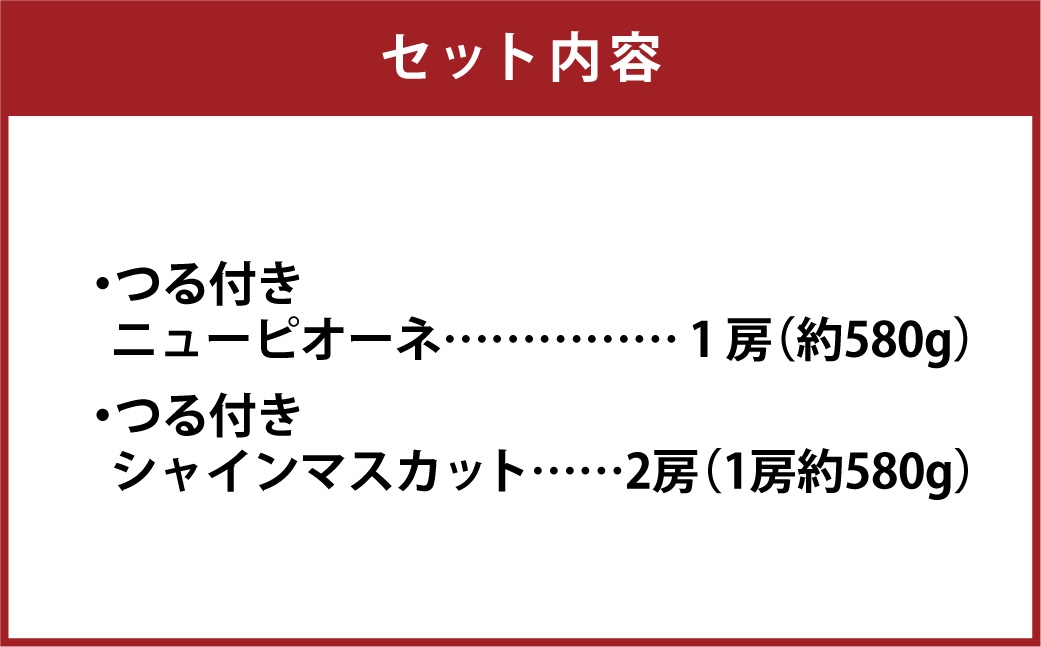 つる付き！ニューピオーネ＆晴王シャインマスカットCセット露地栽培