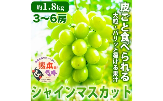先行予約 シャインマスカット 約1.8kg 【2026年7月下旬～2026年8月下旬発送予定】 フルーツ 果物 くだもの ぶどう ブドウ 葡萄 国産 高品質 高級 甘い 香り 産地直送 ご褒美 贅沢 デザート 日本フルーツ