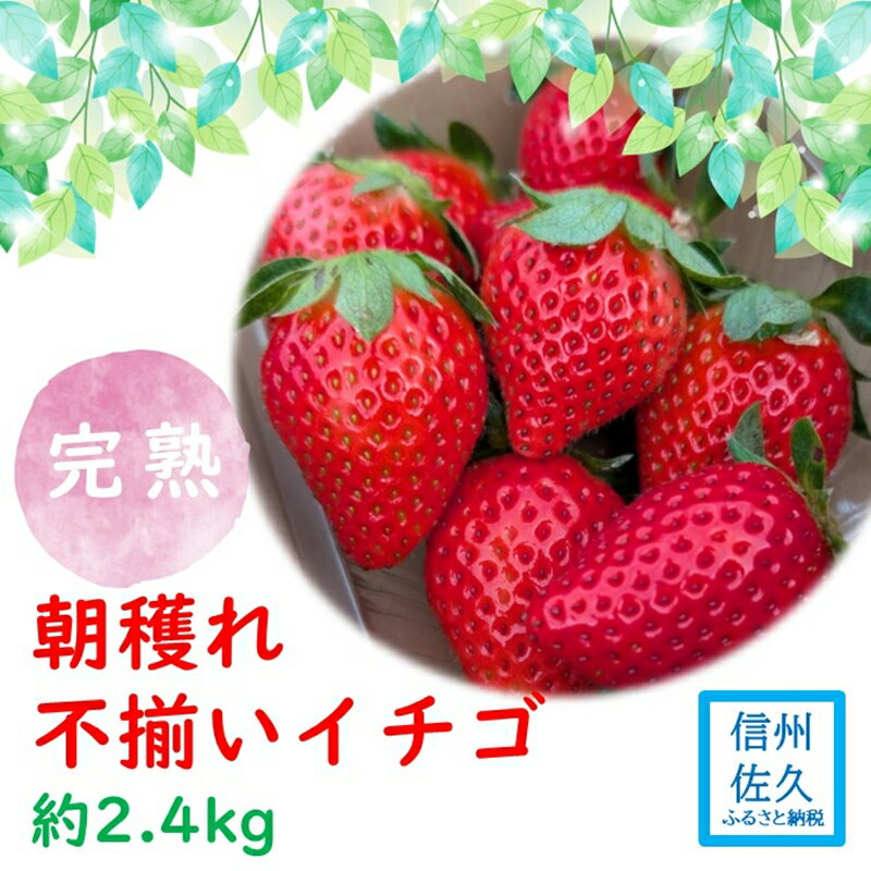 【ふるさと納税】【期間限定／先行予約】朝穫れ完熟不揃いイチゴ約2.4kg（北海道・沖縄県・離島は発送不可）4種類のいちごから厳選 苺 ストロベリー 産地直送 長野県 佐久市 旬彩