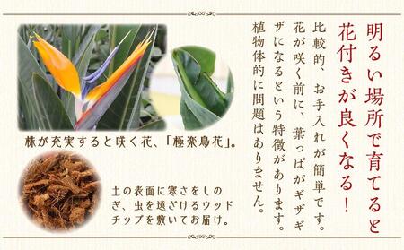 ストレリチア レギネ 8号 ホワイト陶器鉢 G【観葉植物 植物 ストレリチア レギネ 8号 鉢付 インテリア 部屋 室内 オフィス 癒し エコ グリーン マイナスイオン リラックス オシャレ おしゃれ