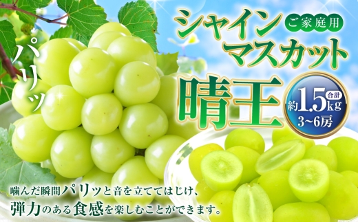 ご家庭用 シャインマスカット 晴王 3～6房 計約1.5kg 【2026年8月下旬～11月下旬迄発送】 岡山 種無し 種なし マスカット 果物 くだもの フルーツ ぶどう ブドウ 葡萄 冷蔵