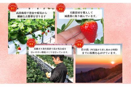 平群の古都華 いちご 4Lまたは5Lサイズ（1種×2パック）苺屋小東 | 果物 くだもの フルーツ 苺 イチゴ いちご ストロベリー 古都華 ことか 旬の品種 フードロス 産地直送 奈良県 平群町