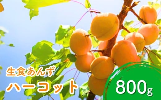 【2026年先行予約】あんず ハーコット(生食/皮ごとOK)  約800g 杏子 アプリコット 生食用 千曲市産 長野県 信州