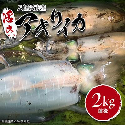 ふるさと納税 八幡浜市 竹中水産のアオリイカ2kg前後!(±100g)【H22-273】