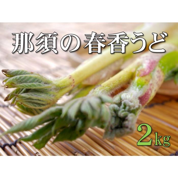 【ふるさと納税】JAなすの産地直送　大田原産　那須の春香うど　山うど1箱（約2kg／6～8本入り）