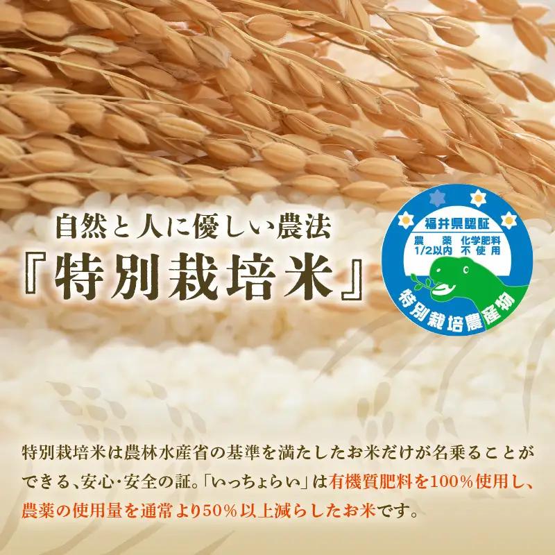 【先行予約】【令和8年産・新米】【一等米】特別栽培米 いっちょらい 無洗米 5kg ／ 福井県産 ブランド米 コシヒカリ ご飯 白米 新鮮 大賞 受賞 ※2026年10月上旬以降順次発送予定 [aw0