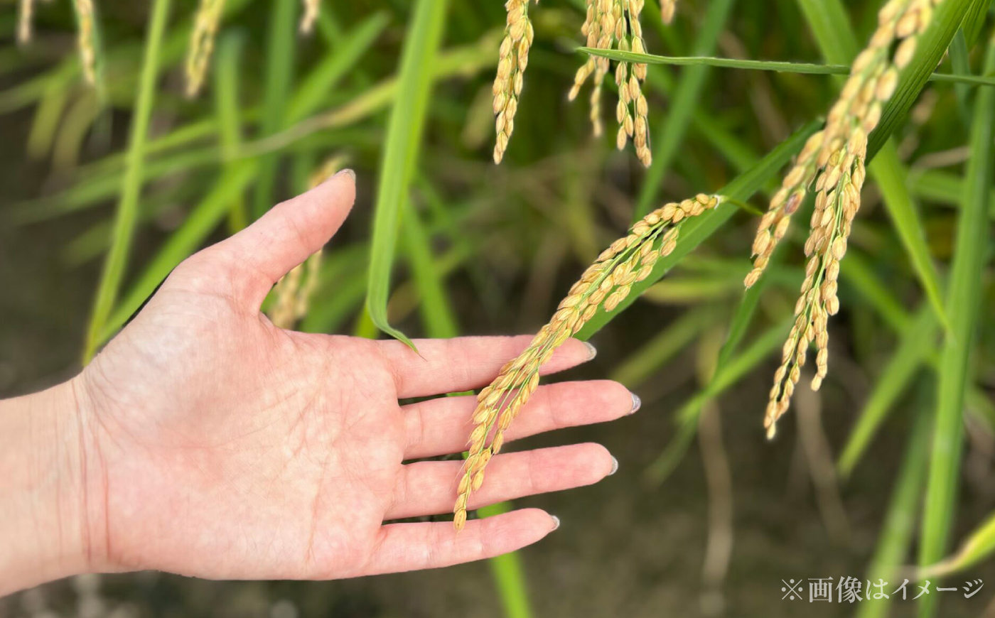 【令和8年産】【新米】【12回定期便】農家直送！特別栽培米ゆめぴりか【玄米】10kg| 株式会社きしもとファーム [BOBB053]