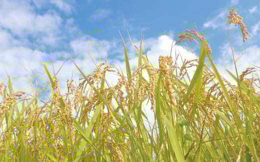 【玄米】【令和7年産】有機JAS 七城産 ひのひかり 5kg《30日以内に出荷予定(土日祝除く)》