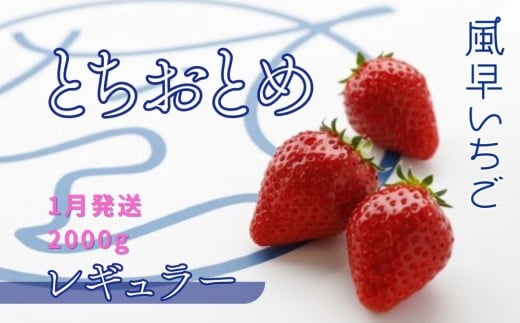 【1月発送】いちご とちおとめレギュラー 250g×8パック 苺 イチゴ とちおとめ 選べる 発送月 発送回数 個数 いちご「とちおとめ」風早いちご園 有名ホテル使用 厳選 フルーツ 果物 季節限定 甘い 濃厚 ジューシー 新鮮 2箱 送料無料 ギフト 贈答 茨城県 鉾田市 野菜王国 予約受付