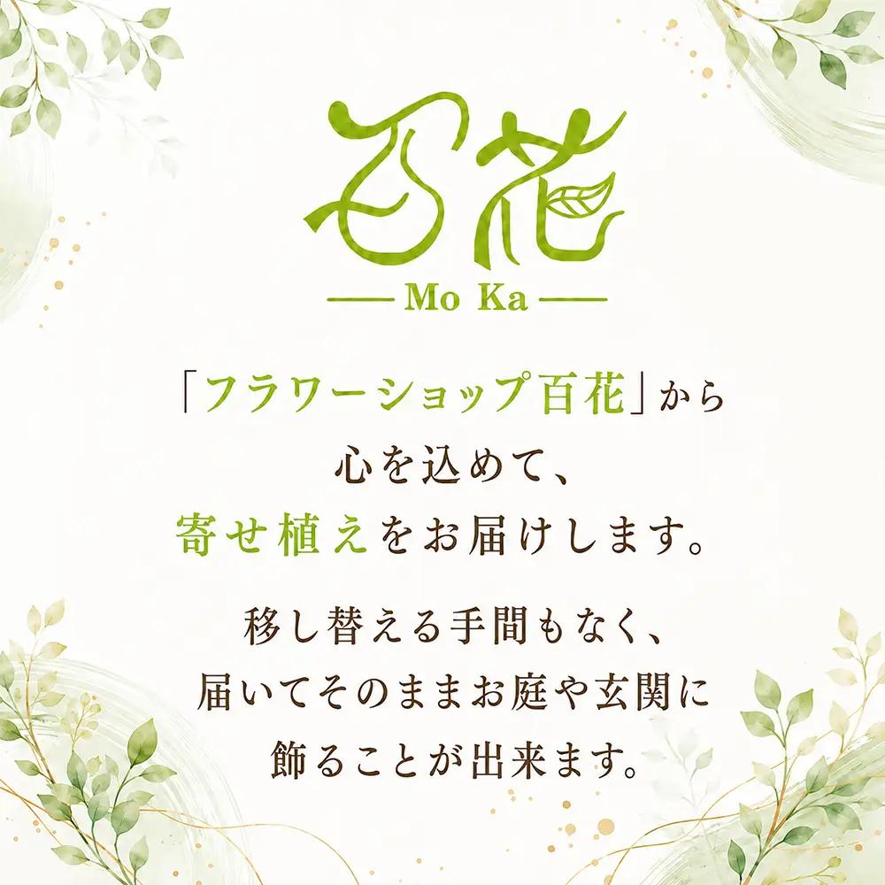 オリジナル 寄せ植え 5000円相当｜母の日 誕生日 花ギフト 「百花-MoKa-」