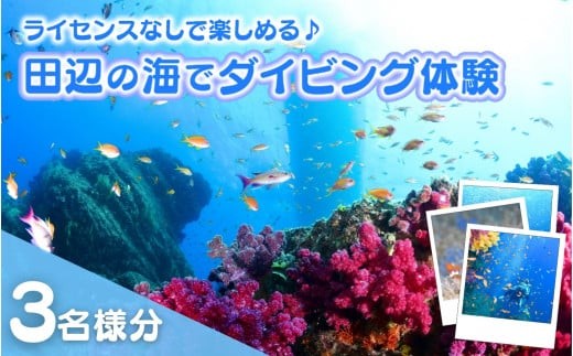 【和歌山 田辺・体験／1ボートダイビング】気軽に水中の世界を体験♪　3名様 / ダイビング スキューバダイビング ファンダイビング マリンスポーツ 体験 旅行 観光 レジャー アウトドア サンゴ 熱帯魚 水中 癒し 【tds002-3-1】