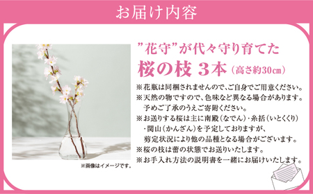 【希少品種】”花守”が代々守り育てた桜の枝 約30cm 3本 八重桜 サクラ 枝 松前産 桜の里 産地直送 南殿 糸括 関山 血脈桜 春 季節の 切り枝 枝もの 枝物 生花 活け花 花材 桜湯 インテ
