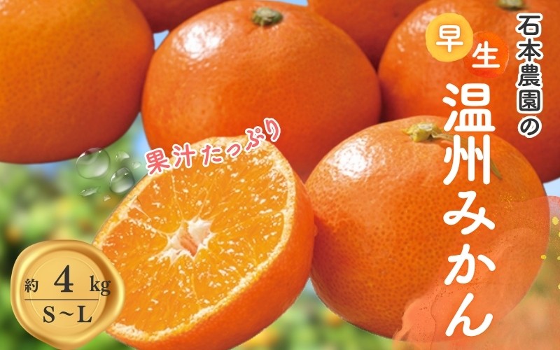 
                  S-L サイズいずれか 石本農園の早生温州みかん約4kg【11月下旬から12月末頃までに順次発送】/ みかん ミカン 蜜柑 早生 温州
                