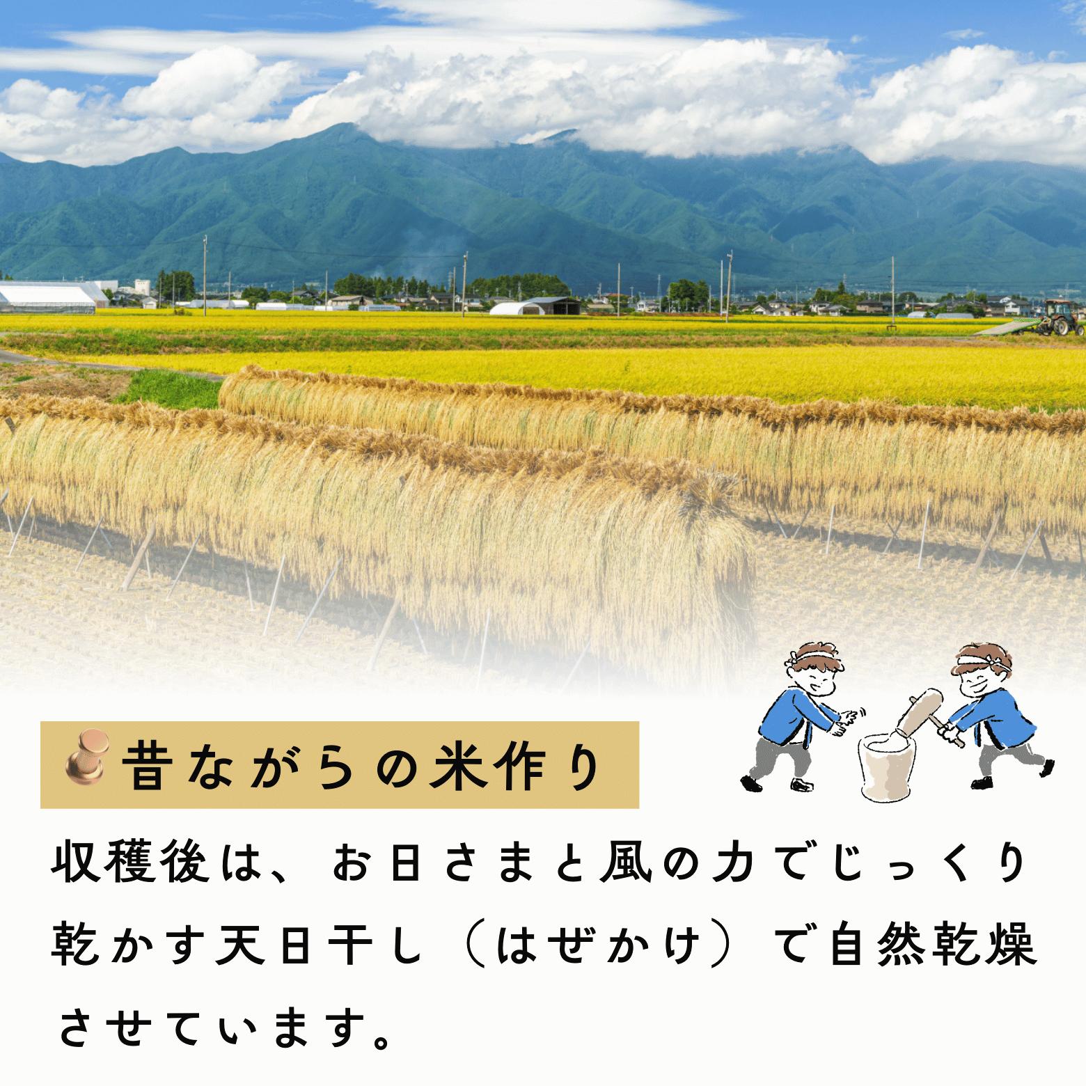 【先行予約】<令和７年産新米> 長野県産 もち米 こがねもち『奥信濃の棚田米 実の里 5kg』 (7-24) もち米5ｋｇ