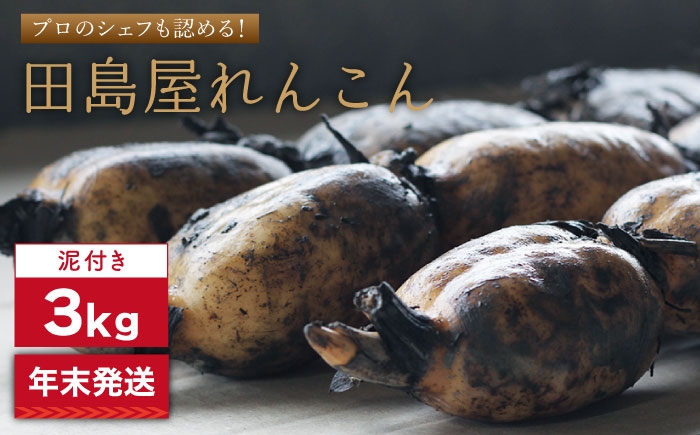 【先行予約 2026年末発送/年内発送】れんこん（泥付き） 3kg【田島屋れんこん】/農家直送 レンコン 蓮根 佐賀県産 白石町産 野菜 根菜 高品質 九州 佐賀県 白石町  白石 [IAV003]