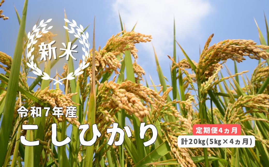 
            150259【令和7年産／お米定期便／4ヵ月】しまね川本 こしひかり 5kg (計20kg）
          