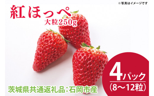 【先行予約】紅ほっぺ 大粒250g（8〜12粒）×4パック（茨城県共通返礼品：石岡市産）合計約1㎏　※2024年12月初旬～2025年3月下旬頃に順次発送予定(CD002)