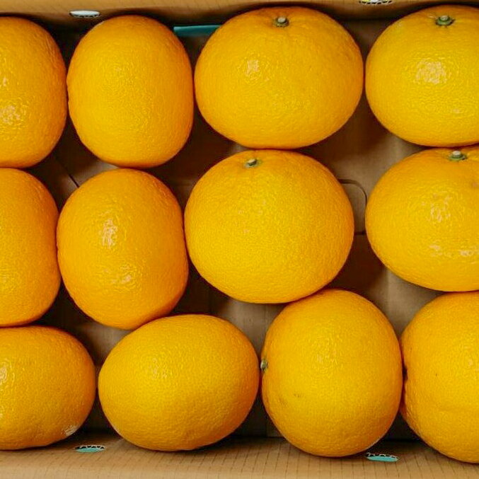 【ふるさと納税】マルタの甘夏みかん約4kg　令和8年1月以降に発送します