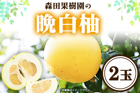 森田果樹園の晩白柚 2玉 森田果樹園《11月下旬-2月末頃出荷予定》果物 フルーツ サボン 熊本