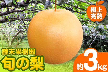 【2026年先行予約】 梨 旬の梨 約 3kg 藤末果樹園 熊本県荒尾市産 期間限定 《7月中旬-10月上旬頃出荷》フルーツ 果物 荒尾梨 はつまる 幸水 愛甘水 りんか ほしあかり 豊水 秋麗 かおり あきづき 新高 甘太 にっこり から旬の品種を厳選してお届け 品種はえらべません 美味しい梨 旬の梨 ジューシー梨 フルーツ梨