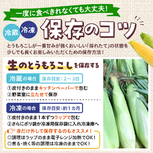 レビューキャンペーン実施中！【2025年分先行予約】北海道十勝芽室町 とうもろこし ホワイトコーン 10本セット とうもろこし トウモロコシ 北海道 十勝 芽室町 生 野菜 人気 キャンプ飯 BBQ 