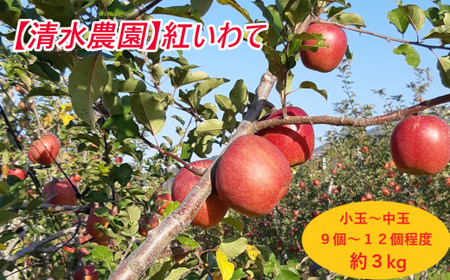 【先行予約】 新鮮りんご 紅いわて 約3kg りんご