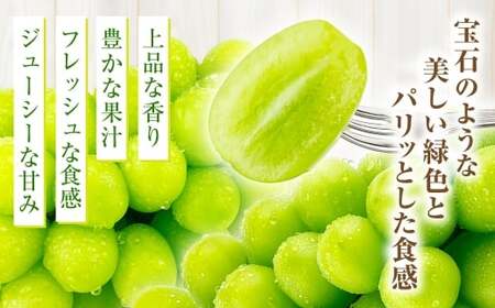 岡山県産 シャインマスカット 晴王 1房 約550g【2026年9月上旬-10月下旬 発送予定】｜種無し 皮ごと食べる フレッシュ 先行受付 ハレノフルーツ