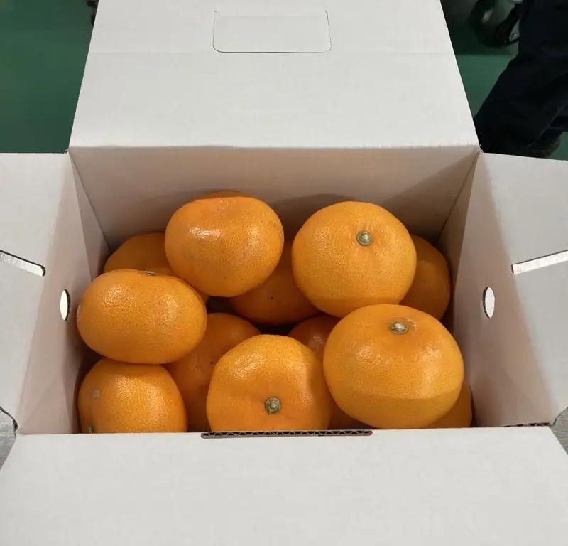 【2027年2月中旬より順次発送】せとか 約2.5kg L～3Lサイズ ご家庭用 バラ詰め｜B192