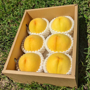 ＜2025年発送分先行予約＞厳選 希少品種！黄金桃2kg 5～8玉 山梨県南アルプス市産 ALPBV009