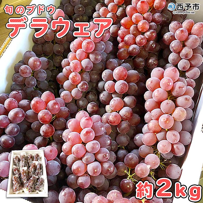 ＜旬のブドウ 西予市産 デラウェア 約2kg＞ 果物 フルーツ ぶどう 葡萄 種無し たねなし 小粒 甘い おいしい 食べやすい 期間限定 季節限定 特産品 りの果樹園 愛媛県 西予市