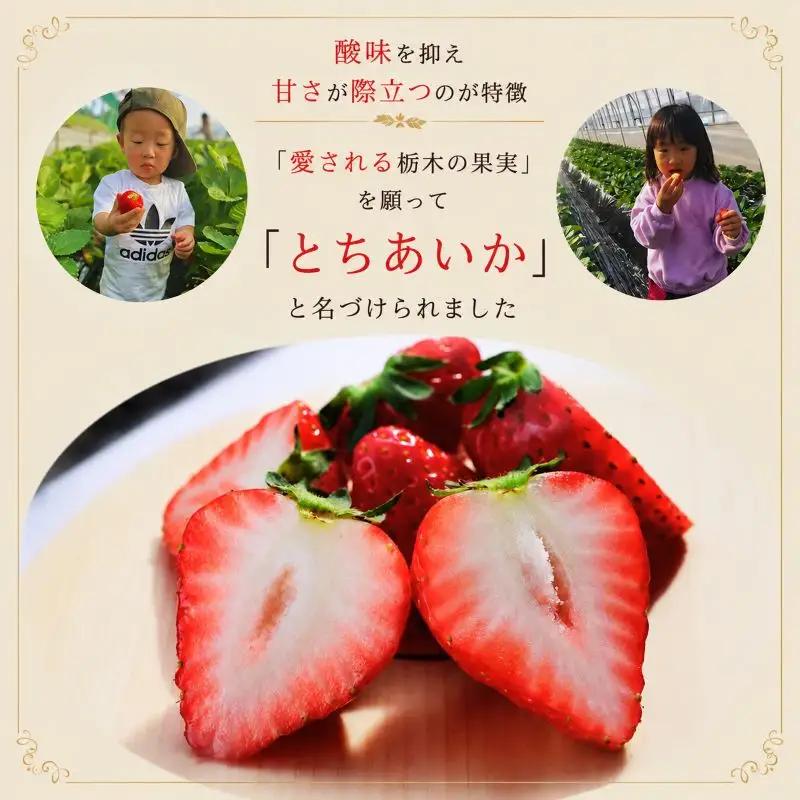 朝獲れ新鮮 特大とちあいか600g｜いちご イチゴ 苺 フルーツ 果物 産地直送 とちあいか 矢板市産 栃木県産 関農園