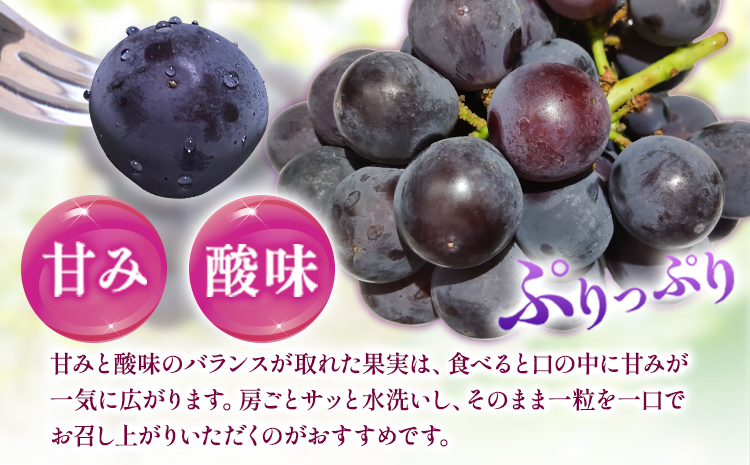 【先行】紀州和歌山産 ピオーネ先行2kg 3房-5房 魚鶴商店 《8月下旬-9月上旬頃出荷》 和歌山県 日高町 フルーツ ぶどう 巨峰 2kg 和歌山県産 送料無料---wsh_cuot57_8g9j