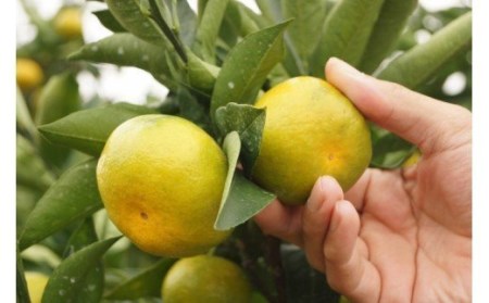 【先行予約】極早生みかん「南国の陽蜜」５kg 宮崎県西都産＜1-220＞