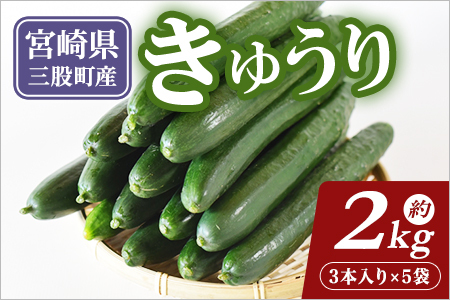 【先行予約】【期間限定】宮崎県産きゅうり(約2kg)(約2kg・3本入り×5袋)パリッと甘い魔法のキュウリ「マジキュー」漬物や天ぷらに！