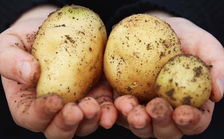 生命の農法（無化学農薬・無化学肥料栽培）じゃがいも（5kg）｜ヤサイ 野菜 やさい 根菜 じゃがいも ジャガイモ 奈良県 五條市