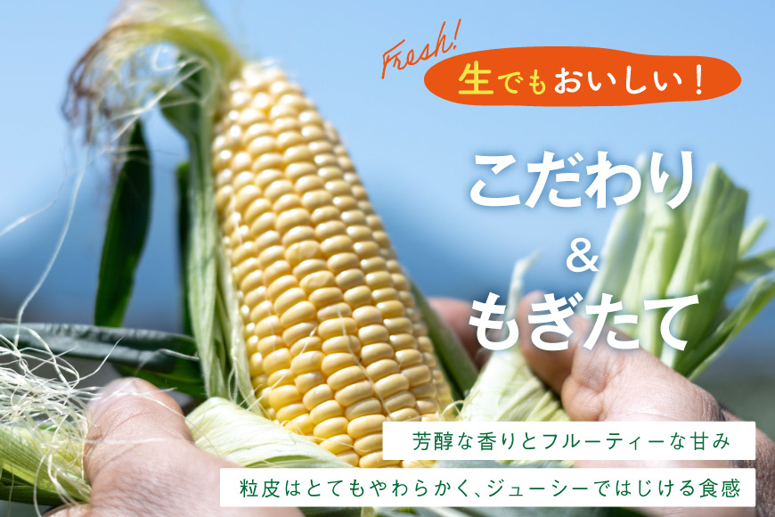 AJ454【令和8年度出荷分】 とうもろこし スイートコーン イエロー 2kg 5本 2Lサイズ [ トウモロコシ コーン ゴールドラッシュ 野菜 2キロ さかいさんち SAKAI FARM 長崎県 