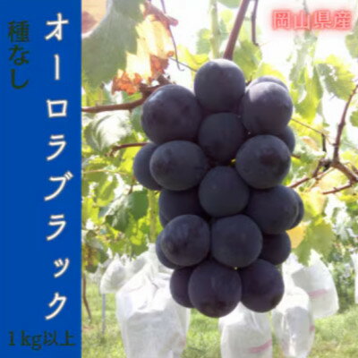 【ふるさと納税】【2026年先行予約】岡山のぶどう(オーロラブラック)1kg(2房)【配送不可地域：離島】【1700845】